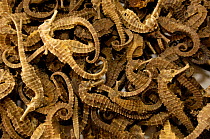 Dried seahorses for sale at Kunming Traditional Medicine Market. Yunnan Province, China 2006