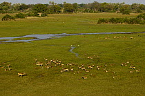 Red Lechwe (Kobus leche), Okavango Delta, Botswana, Southern Africa