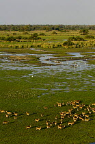 Red Lechwe (Kobus leche), Okavango Delta, Botswana, Southern Africa.