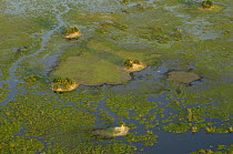 Papyrus swamps & channels with termite islands starting the process of 'land reclamation' from the swamps. Okavango Delta, Botswana, Southern Africa