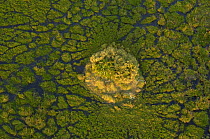 Papyrus swamps & channels with termite island starting the process of 'land reclamation' from the swamps, Okavango Delta, Botswana, Southern Africa.