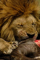 Lion (Panthera leo) close up, feeding on a buffalo carcass. Duba Plains area, Okavango Delta, Botswana, Southern Africa