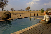 Elephant (Loxodonta africana) drinking from swimming pool at Big Makalolo Camp.  Makalolo Plains, Hwange National Park, Zimbabwe, Southern Africa 2006