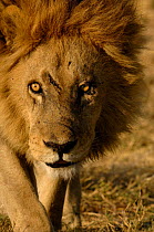 Male Lion (Panthera leo) with scar, from the Duba pride. Duba Plains, Okavango Delta, Botswana, Southern Africa