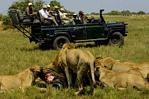 Tourists watching a pride of Lions {Panthera leo} feeding on a Buffalo kill. Duba Plains, Okavango Delta, Botswana, Southern Africa 2006