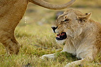 Lioness scent marking (Panthera leo). Mombo area, Chief's Island, Okavango Delta, Botswana Southern Africa