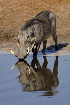 Warthog (Phacoecerus aethiopicus) drinking from a waterhole. Savuti channel, Botswana, Southern Africa