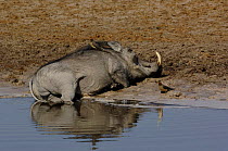 Warthog (Phacoecerus aethiopicus) wallowing in mud beside waterhole. Savuti channel, Botswana, Southern Africa