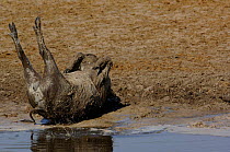 Warthog (Phacoecerus aethiopicus) rolling in mud by waterhole. Savuti channel, Botswana, Southern Africa