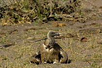 Whitebacked vulture (Gyps africanus) Makalolo Plains, Hwange National Park, Zimbabwe, Southern Africa