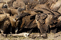 Whitebacked vultures (Gyps africanus) feeding on a Zebra carcass. Makalolo Plains, Hwange National Park, Zimbabwe, Southern Africa