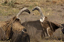 White backed vultures {Gyps africanus} display, Makalolo Plains, Hwange National Park, Zimbabwe, Southern Africa
