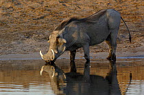 Warthog (Phacoecerus aethiopicus) drinking at waterhole. Savuti channel, Botswana, Southern Africa
