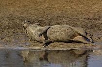 Warthog (Phacoecerus aethiopicus) wallowing in mud, Savuti channel, Botswana, Southern-Africa