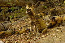Wild Dogs (Lycaon pictus). Savuti channel, Linyanti region, Botswana, Southern Africa