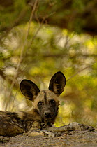 Wild Dog resting (Lycaon pictus) Savuti channel, Linyanti region, Botswana, Southern-Africa