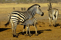 Burchell's Zebra (Equus quagga) female with suckling foal. Linyanti and Savuti areas, Botswana, Southern Africa