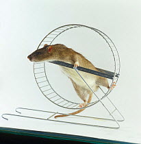 Agouti tame Rat {Rattus sp} climbing in exercise wheel