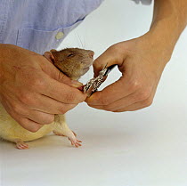Clipping the front toe nails of an Agouti-hooded Rat {Rattus sp}, Model released