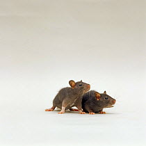 Two chocolate baby Rats {Rattus sp}, 5 weeks old