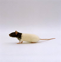 Brown Hooded Rat {Rattus sp}