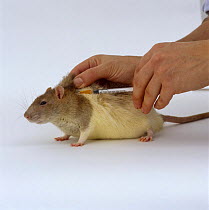 Vet nurse jabbing Agouti-hooded Rat {Rattus sp} with Ivermectin against skin mites,  Model released