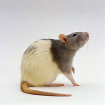 Domestic Rat {Rattus sp} sitting alert