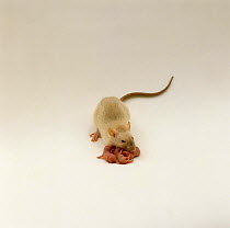 Himalayan Rat {Rattus sp} with her four babies, 1 day old