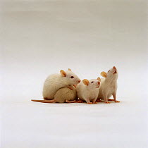 Three Himalayan and one cream baby Rats {Rattus sp} 5-6 weeks old