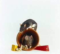 Two Rats {Rattus sp} playing on a flower pot (the flowerpot is used as a nest box, the coloured wedges are for gnawing)