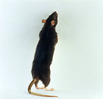 White bellied black Rat {Rattus sp} tripoding