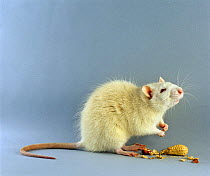 Albino Rat {Rattus sp} sitting up to sniff the air