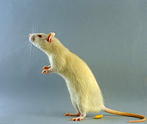 Albino Rat {Rattus sp} tripoding