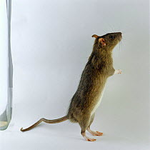 Brown Rat (Rattus norvegicus) tripoding