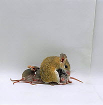 Arabian Spiny Mouse (Acomys dimidiatus) mother with her four babies, 3 days old