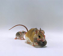 Arabian Spiny Mouse (Acomys dimidiatus) mother carrying her 3 day old baby