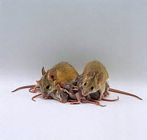 Arabian Spiny Mice (Acomys dimidiatus) pair with their 3 day old babies