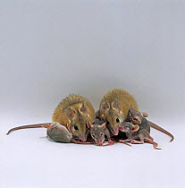 Arabian Spiny Mice (Acomys dimidiatus) with their 3 day old young