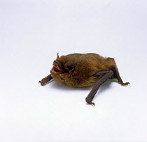 Common Pipistrelle bat {Pipistrellus pipestrellus} captive