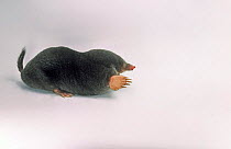 European Mole (Talpa europaea) captive