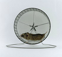 Chinese Hamster {Cricetulus barabensis} running in activity wheel