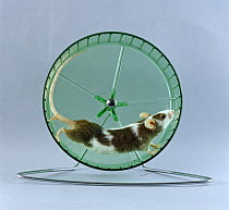 Skewbald Mouse {Mus genus} running in activity wheel