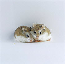 Pair of Dwarf or Robowski Hamsters {Phodopus roborovskii}