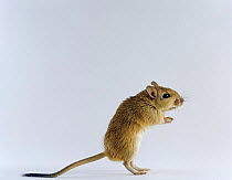 Shaw's Jird / Gerbil (Meriones shawi) standing up / tripoding