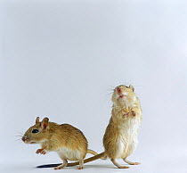 Pair of Shaw's Jirds / Gerbils (Meriones shawi) standing on their hind legs