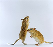 Pair of Shaw's Jirds / Gerbils (Meriones shawi) standing on their hind legs