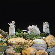 Mongolian Gerbils (Meriones unguiculatus), two albino, standing on their hind legs on rocks