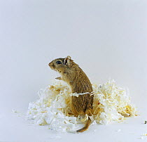 Female Mongolian Gerbil {Meriones unguiculatus} with a heap of nesting material