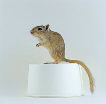 Agouti Mongolian Gerbil {Meriones unguiculatis} standing on a white food bowl