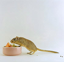 Agouti Mongolian Gerbil {Meriones unguiculatus} sniffing a bowl of food before feeding